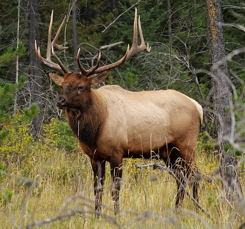 Exploring Black Elk Wilderness